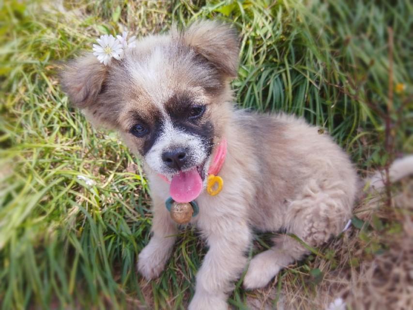 田园犬如何训练听话「中华田园犬的训练方法和常用命令」