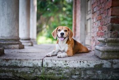 十大适合家养的狗排名介绍「盘点十种适合家养的优秀犬种」