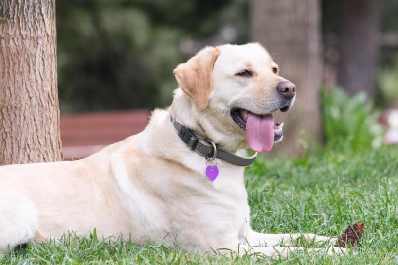 拉布拉多犬好养吗「拉布拉多犬优缺点详细介绍」