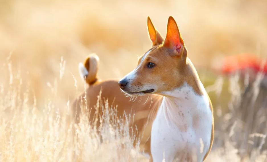 巴仙吉犬好养吗「巴仙吉犬资料介绍」