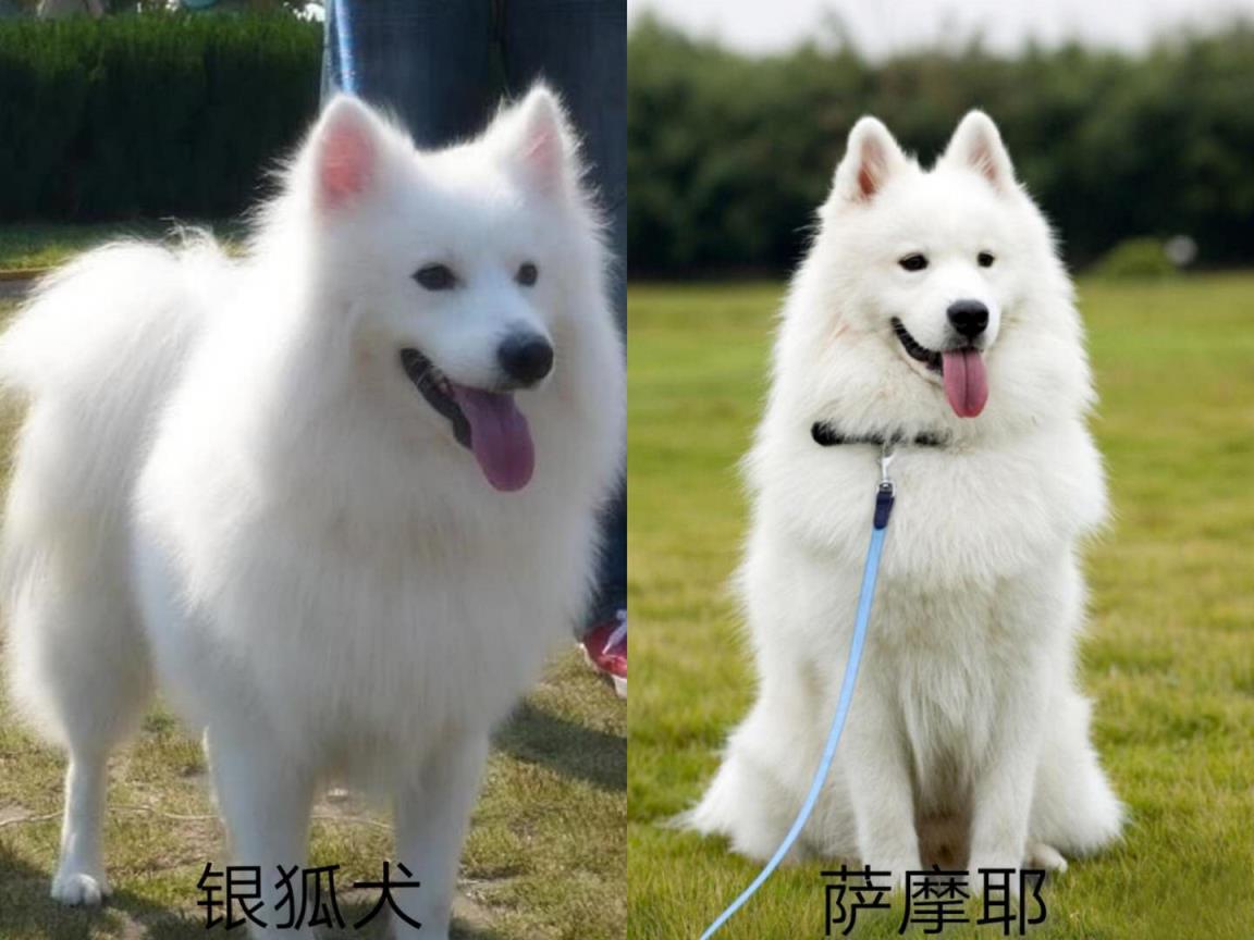 银狐犬和萨摩的区别是什么「萨摩耶和银狐犬7个方面对比」