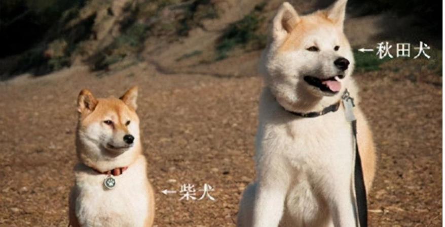 秋田犬和柴犬的区别是什么「区分秋田犬和柴犬的4个细节」