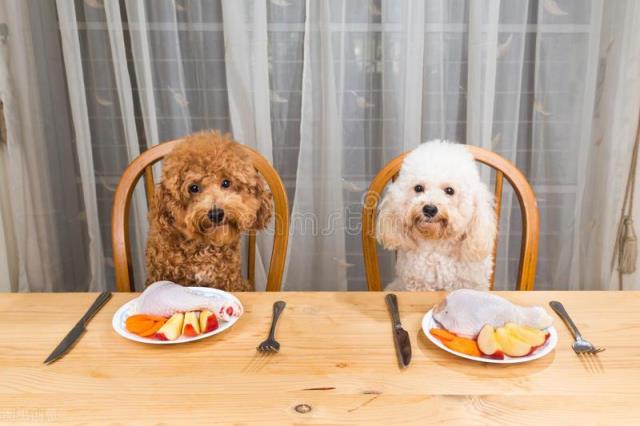 贵宾犬与泰迪的关系以及不同之处