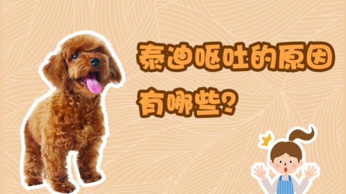 泰迪狗呕吐是什么原因造成的「宠物泰迪犬呕吐的6种情况及解决方法」