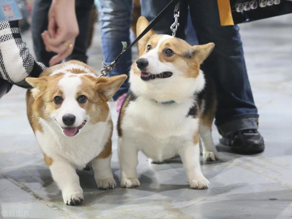 柯基犬的优缺点是什么「柯基犬的五大优缺点介绍」