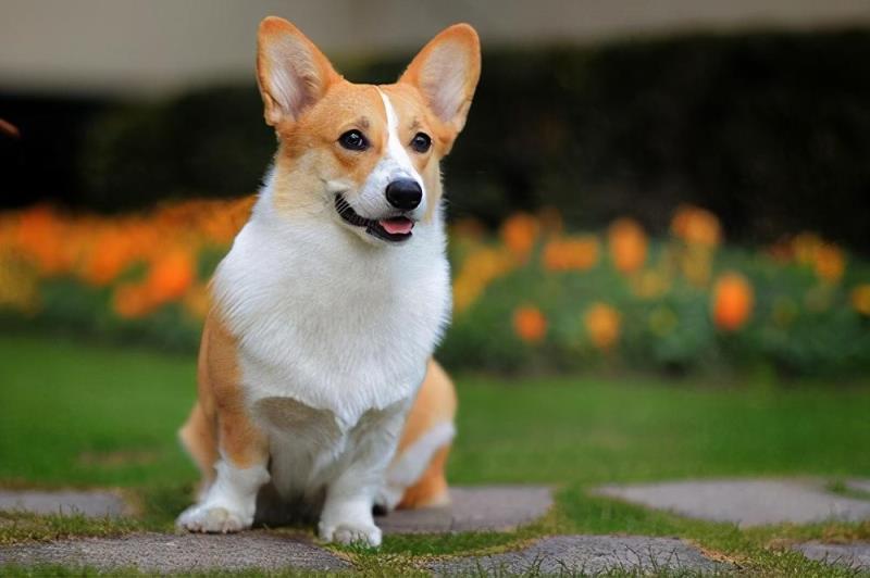 柯基犬市场价格及幼犬饲养经验盘点