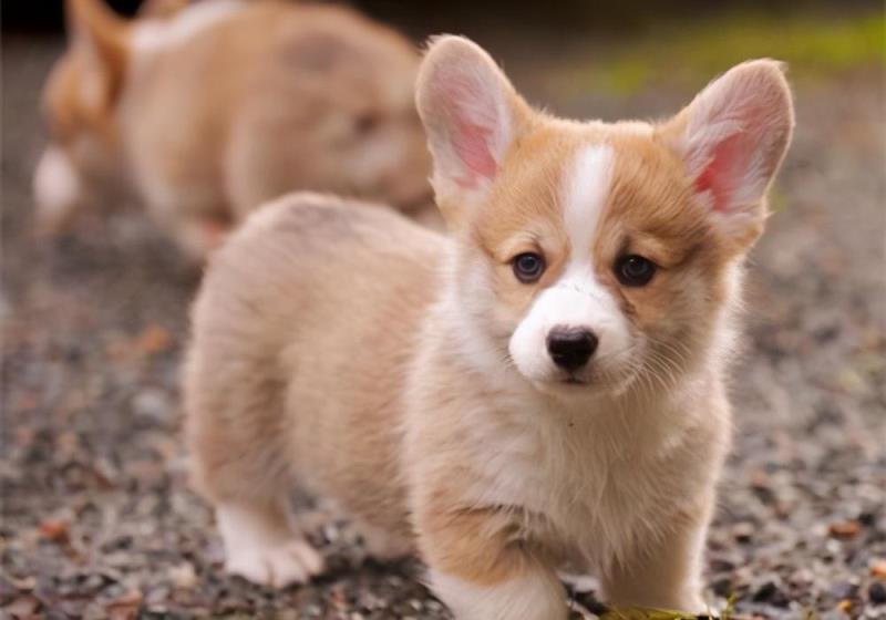 柯基犬市场价格及幼犬饲养经验盘点