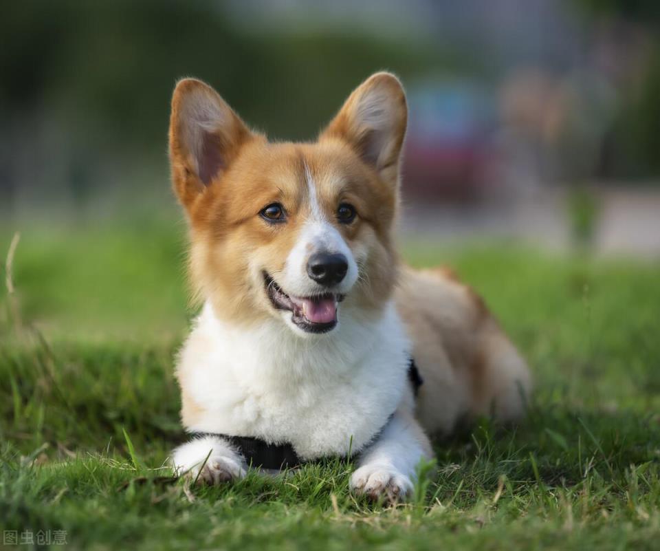 柯基犬市场价格及幼犬饲养经验盘点