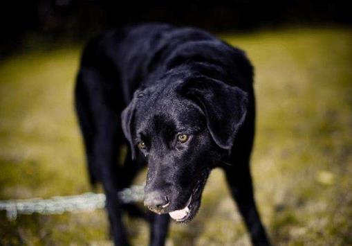 狗界中智商排名前8位的犬种