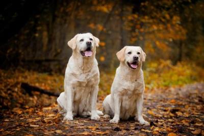 十大适合家养的狗排名介绍「盘点十种适合家养的优秀犬种」