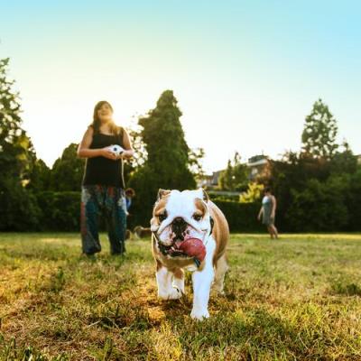 十大适合家养的狗排名介绍「盘点十种适合家养的优秀犬种」