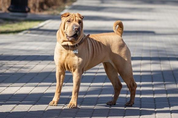 沙皮犬的历史、特点和饲养常见问题概述