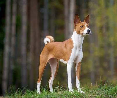 巴仙吉犬会咬人吗「巴仙吉犬的体型特征、性格和饲养技巧盘点」