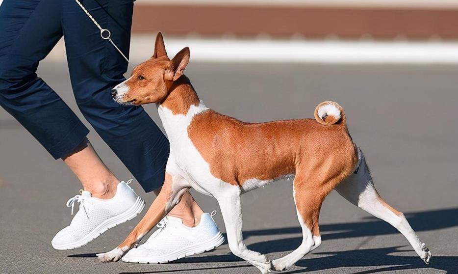 巴仙吉犬会咬人吗「巴仙吉犬的体型特征、性格和饲养技巧盘点」