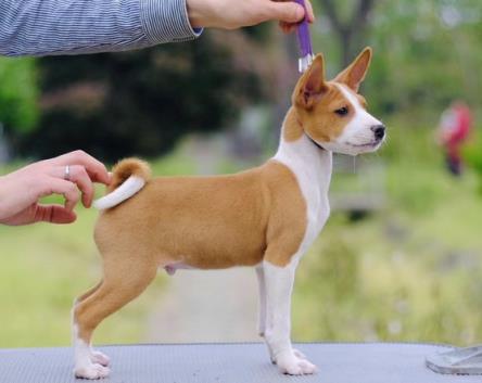 巴仙吉犬会咬人吗「巴仙吉犬的体型特征、性格和饲养技巧盘点」