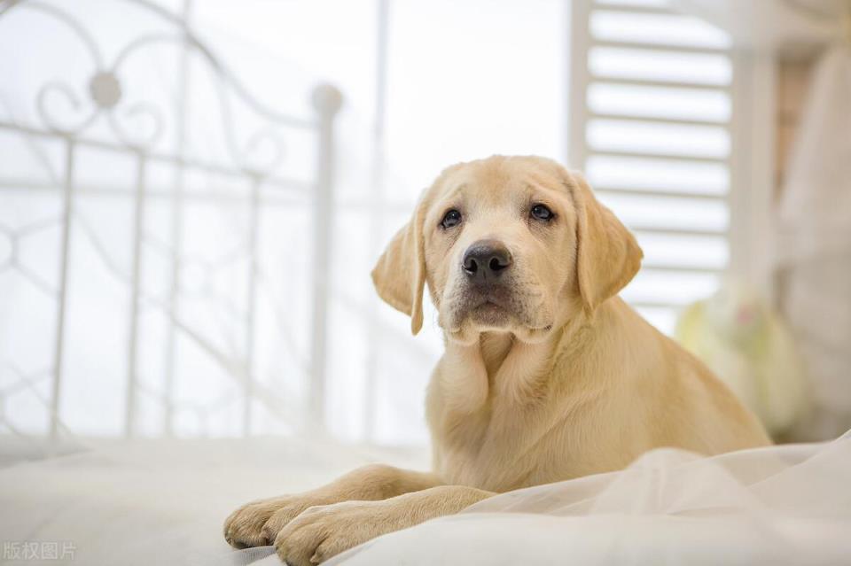 拉布拉多犬好养吗「拉布拉多犬优缺点详细介绍」