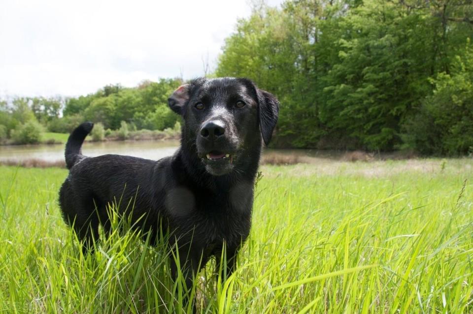 拉布拉多犬好养吗「拉布拉多犬优缺点详细介绍」