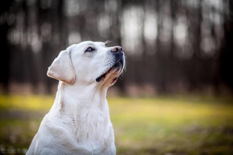 拉布拉多犬好养吗「拉布拉多犬优缺点详细介绍」