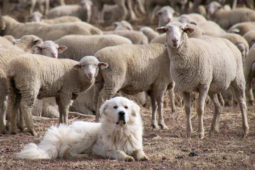 护卫犬排行榜前十名盘点