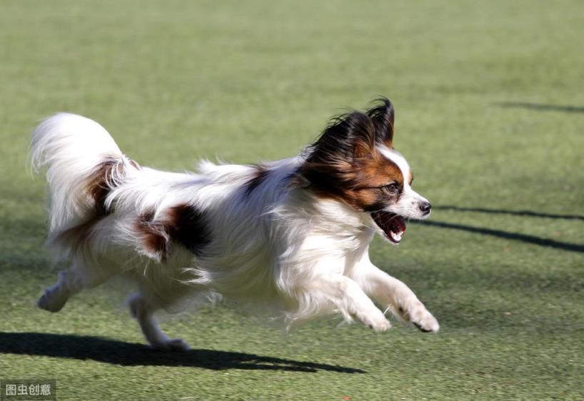 很少人养蝴蝶犬的5个原因