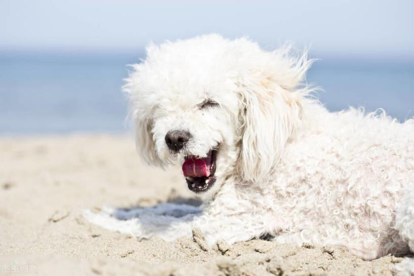 不同种类贵宾犬标准体重以及太胖或太瘦的解决方法