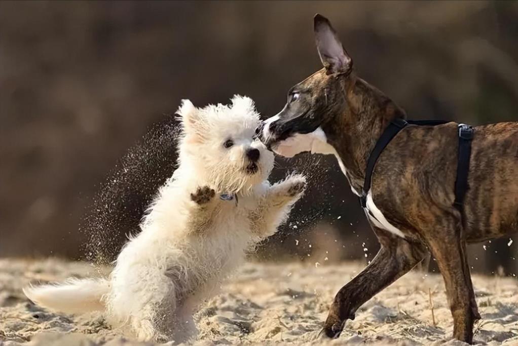 西高地犬名字的由来和优缺点介绍