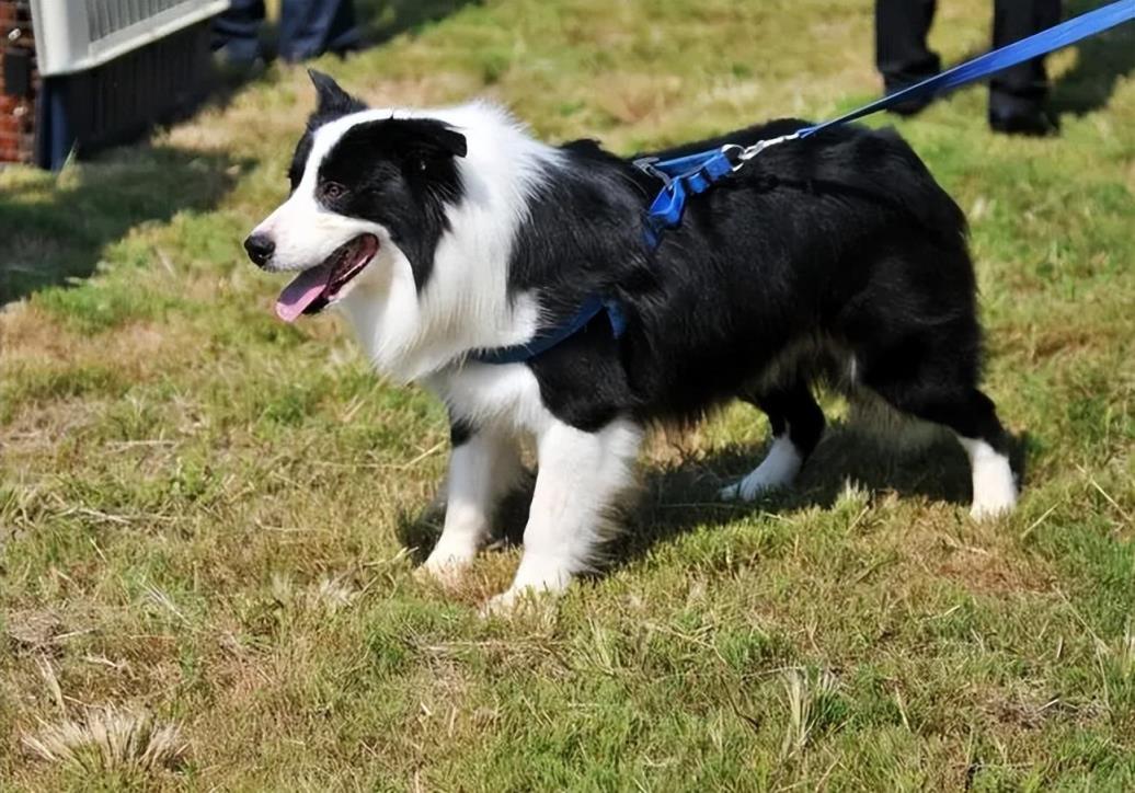 边境牧羊犬的5个优点