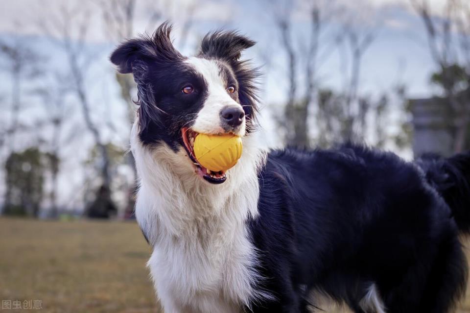 边境牧羊犬的5个优点