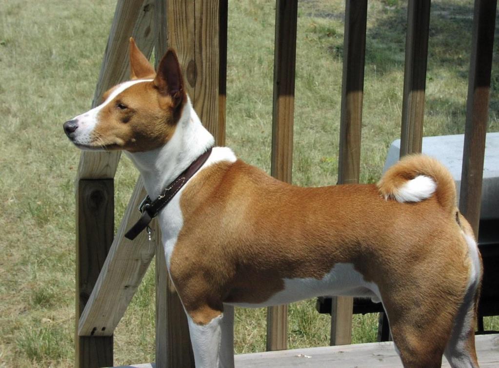 巴仙吉犬好养吗「巴仙吉犬资料介绍」