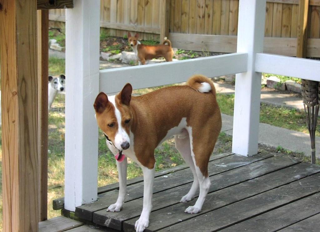 巴仙吉犬好养吗「巴仙吉犬资料介绍」