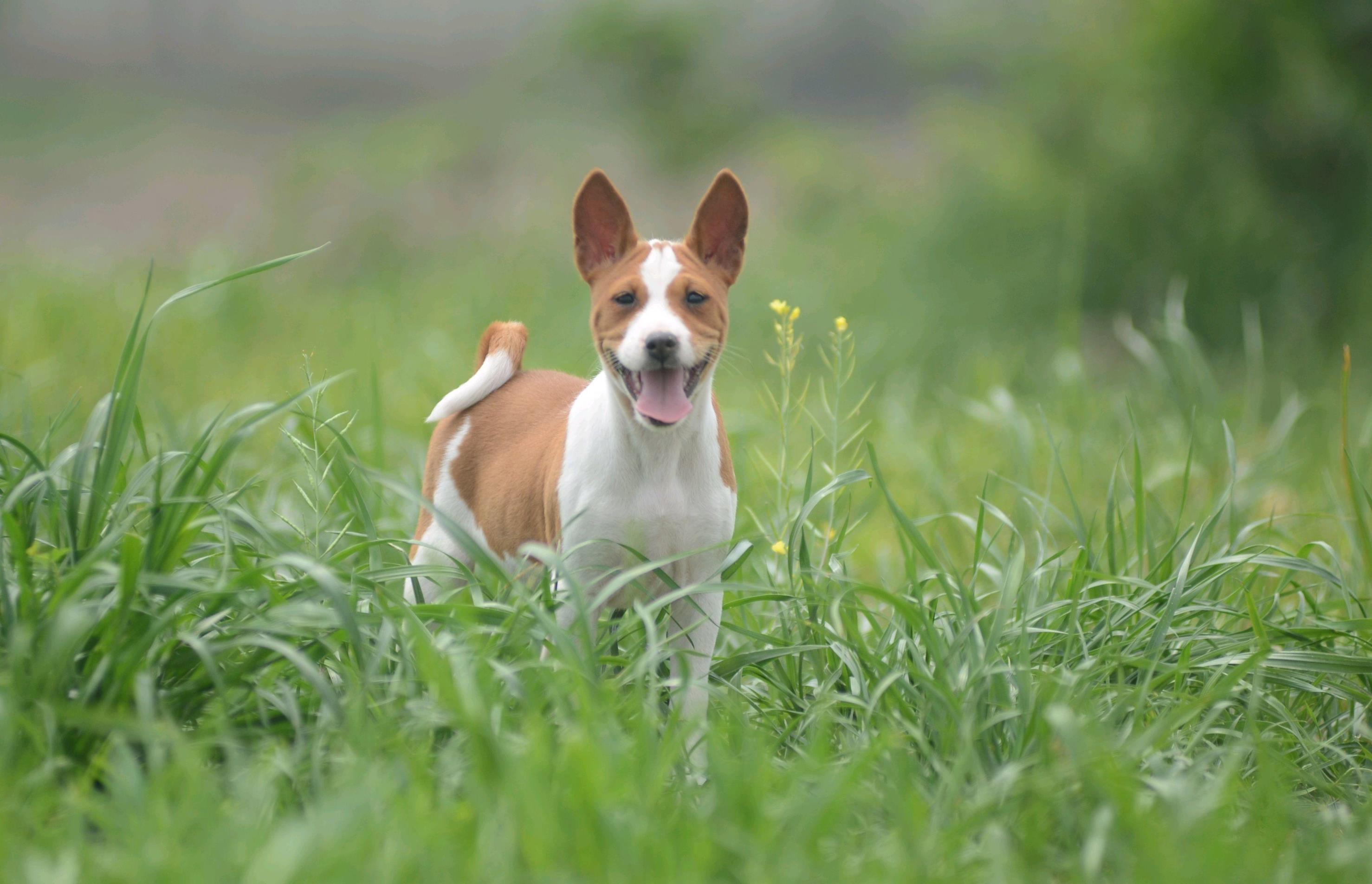 巴仙吉犬好养吗「巴仙吉犬资料介绍」