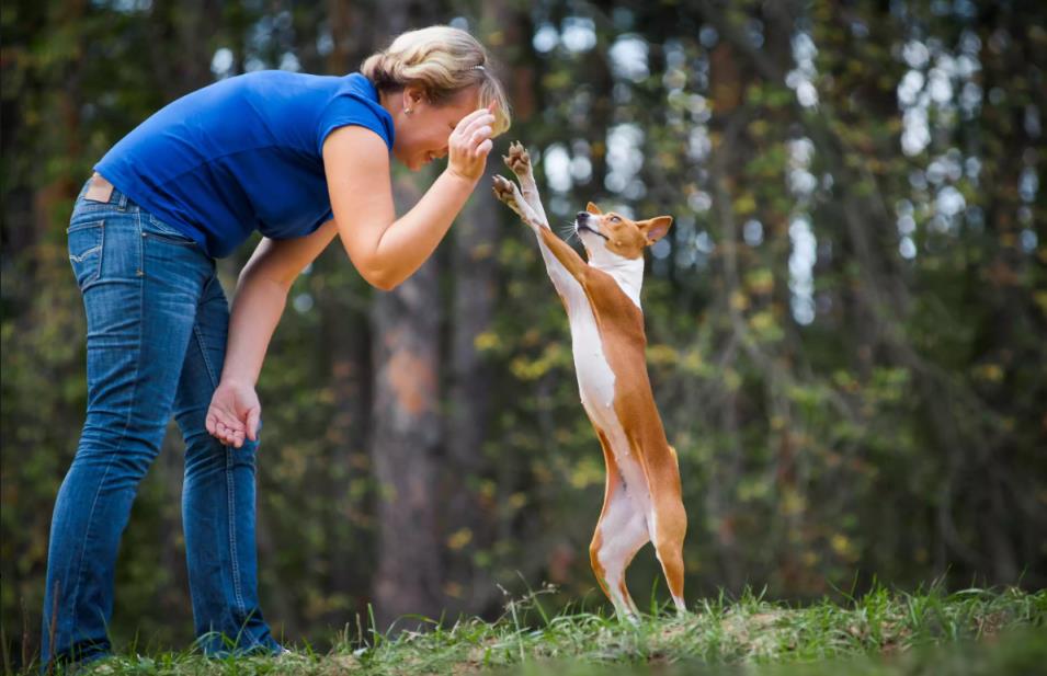 巴仙吉犬好养吗「巴仙吉犬资料介绍」