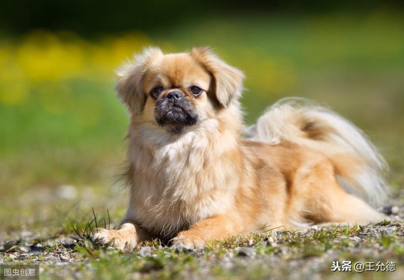 西藏猎犬怎么训练「西藏猎犬饲养、训练和护理的方法」