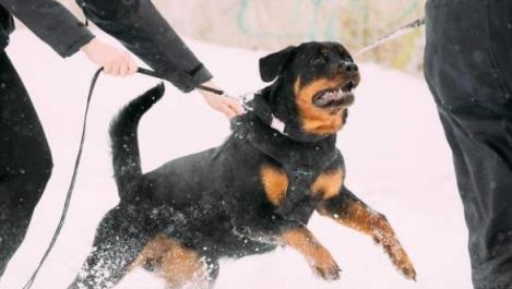 防暴犬优点和饲养注意事项