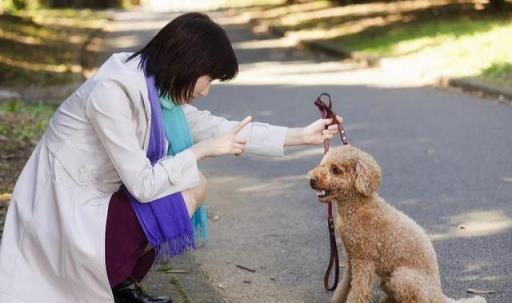 贵宾犬优缺点分析