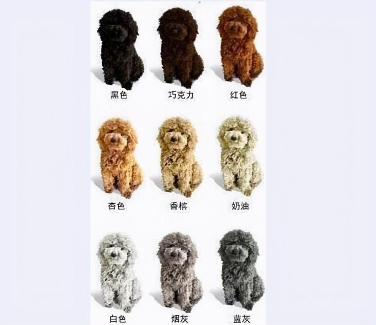 贵宾犬优缺点分析