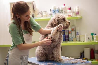 贵宾犬优缺点分析