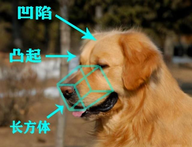 怎么选金毛幼犬「纯种健康金毛犬的特征介绍」