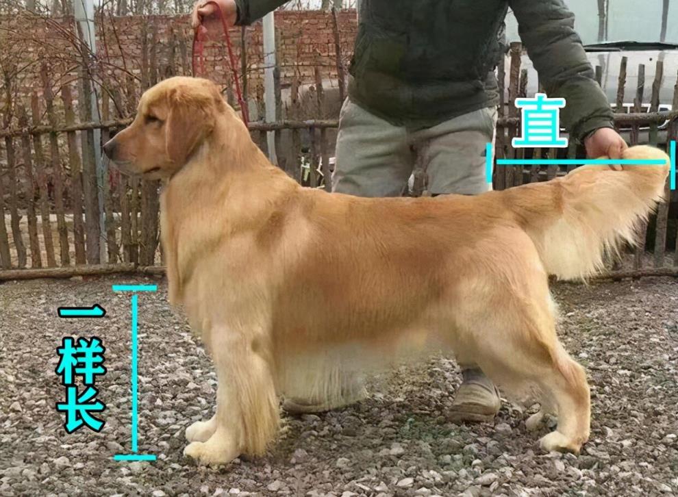 怎么选金毛幼犬「纯种健康金毛犬的特征介绍」