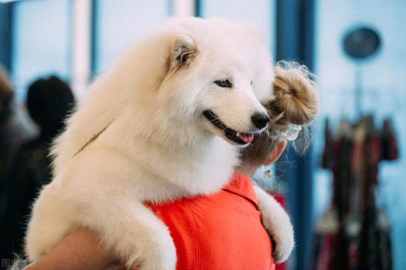 6个理由揭露萨摩耶犬的饲养难度