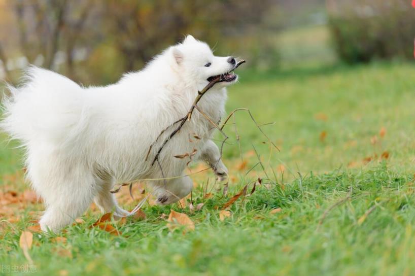 6个理由揭露萨摩耶犬的饲养难度