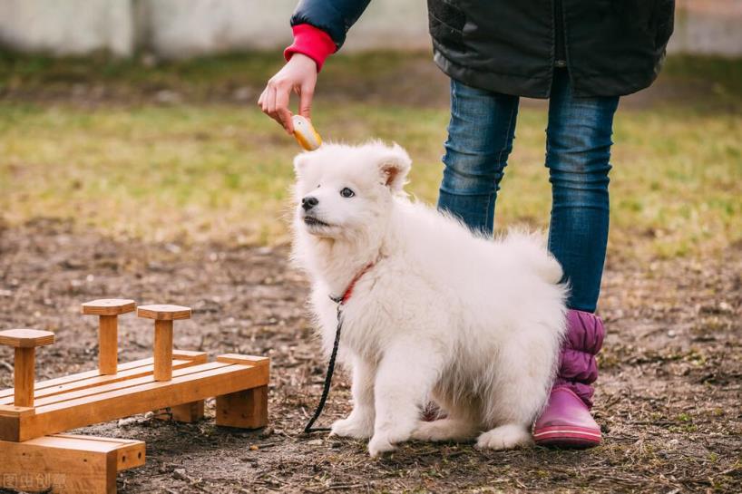 6个理由揭露萨摩耶犬的饲养难度