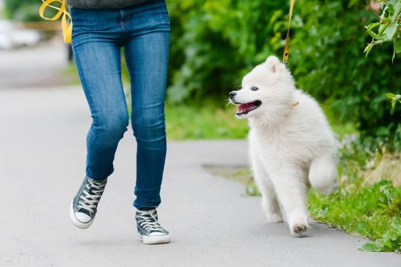 6个理由揭露萨摩耶犬的饲养难度