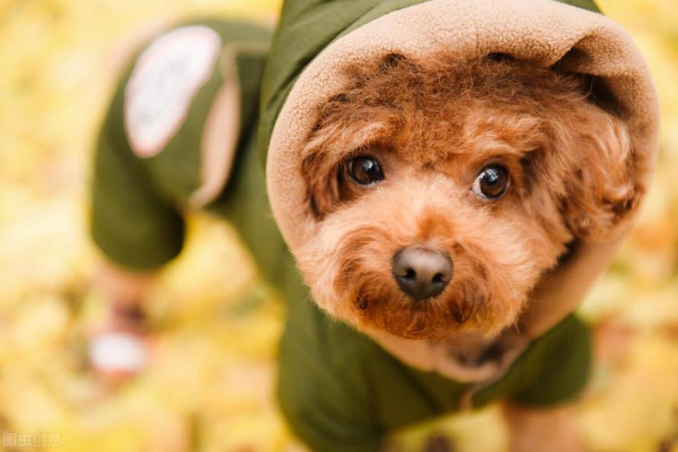 贵宾犬与泰迪的关系以及不同之处