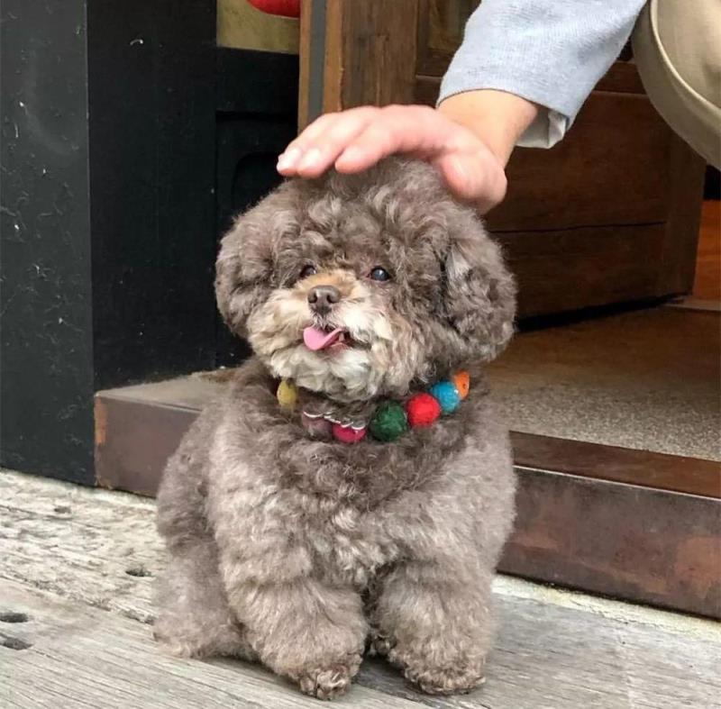 泰迪狗呕吐是什么原因造成的「宠物泰迪犬呕吐的6种情况及解决方法」