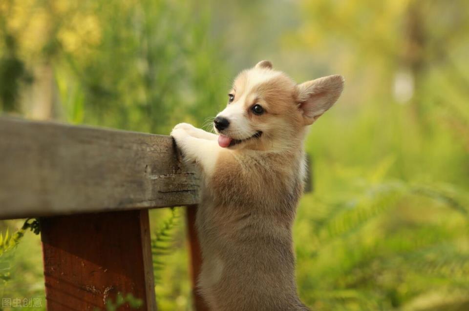 柯基犬的优缺点是什么「柯基犬的五大优缺点介绍」