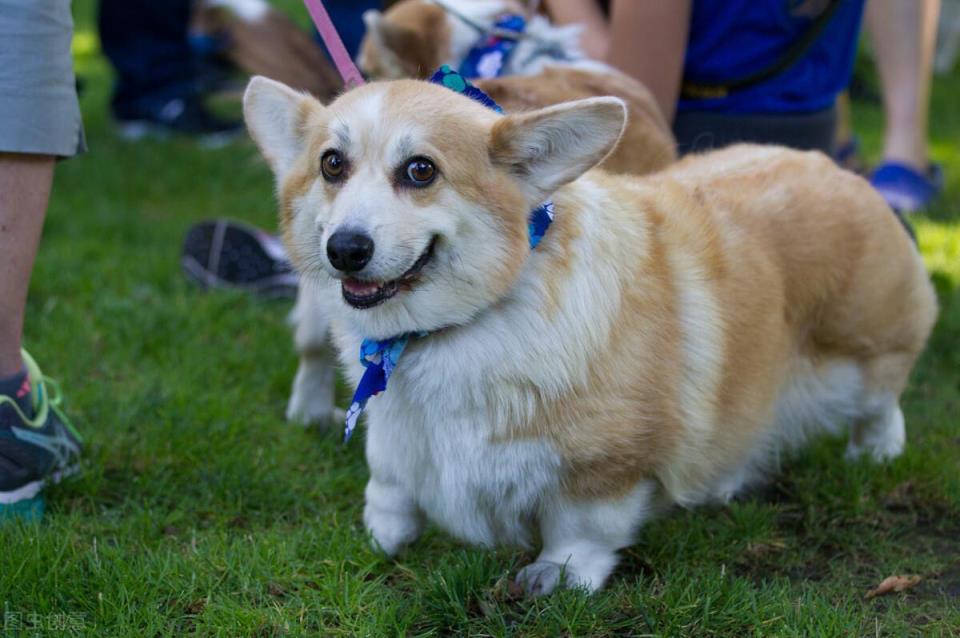 柯基犬的优缺点是什么「柯基犬的五大优缺点介绍」