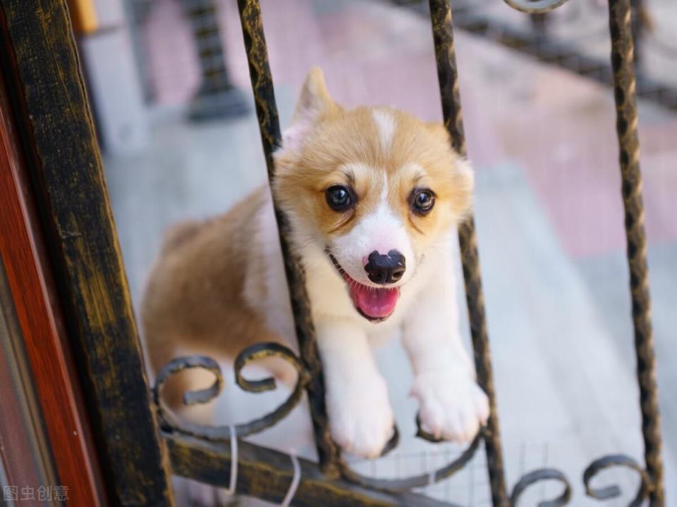 柯基犬的优缺点是什么「柯基犬的五大优缺点介绍」