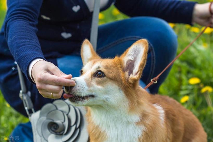 柯基犬的优缺点是什么「柯基犬的五大优缺点介绍」