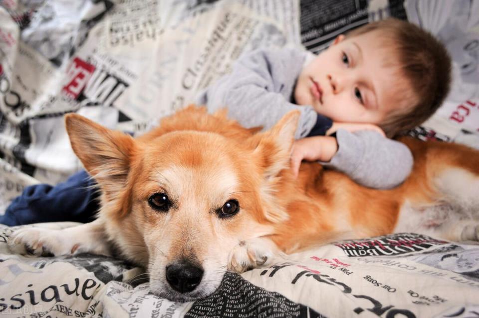 柯基犬的优缺点是什么「柯基犬的五大优缺点介绍」